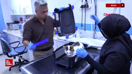 Sivas'ta şehir değiştirince depresyona giren kediye antidepresanlı tedavi