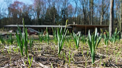 The Last Wright: Building the Final Home Design of America's Greatest Architect - Season 1 Episode 3 - It Has to Be Wright