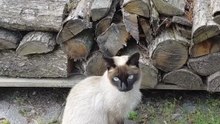 My Daily Visitor: The Friendly Siamese Who ‘Adopted’ Us! 🐾 #shorts #funny #cute #funnycats #viralcats #fyp #trending