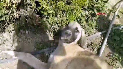 Yavru köpeğe araç çarptı; annesi başından ayrılmadı