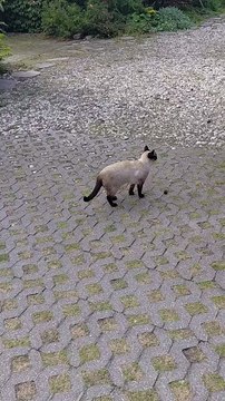 My beautiful neighbor ! #cat #shorts #funny #funnycats #cute #cutecats #animals #fyp #viralcats