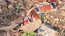 Cobra coral resgatada em Jaraguá do Sul