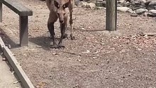 Kangaroos