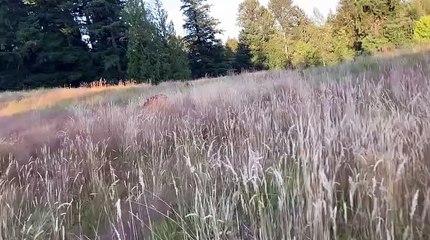 Deer, beautiful deer