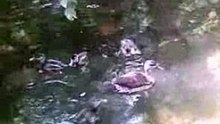 cute ducklings