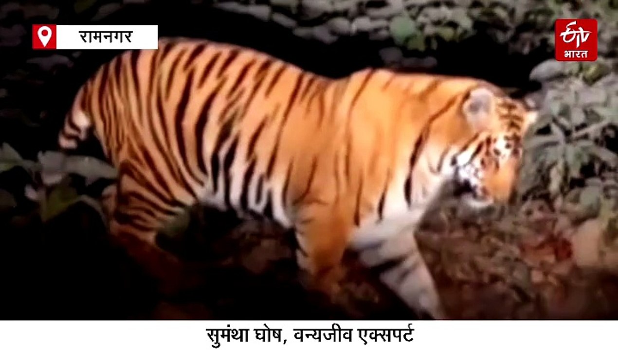 बाघ ने पालतू बिल्ली को चंद सेकंड में बनाया शिका...