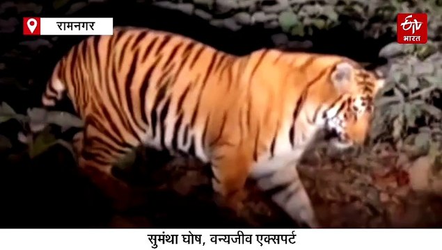 बाघ ने पालतू बिल्ली को चंद सेकंड में बनाया शिकार, वन्यजीव विशेषज्ञ ने जंगलों के लिए जताई चिंता