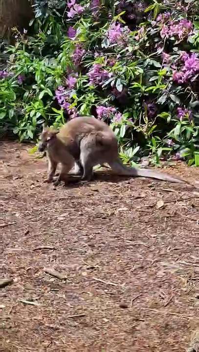 The Wild Grace of the Kangaroo