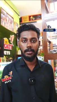 അടിപൊളി കൊക്കറ്റൂവും മക്കാവു തത്തകളും | Cute Cockatoo and Macaw Parrot #petsworld #cockatoo #macawparrot ഈ ഷോപ്പിന്റെ അഡ്രസ്സ് മിക്കി പെറ്റ്സ് ഫോണ്‍ നമ്പര്‍ - 80896 90746/98463 90746/ 0468 2964521Mickey Pets & Aquarium,Pathanamthitta