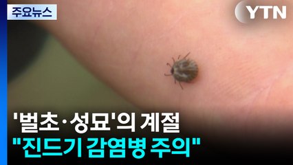 '벌초.성묘'의 계절..."진드기 매개 감염병 주의" / YTN