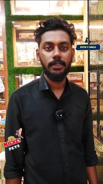 ഈ വെറൈറ്റി മക്കാവൂ പാരറ്റുകൾ അടിപൊളി അല്ലേ? Cute Macaw Parrots #petsworld #macawparrot #macaws ഈ ഷോപ്പിന്റെ അഡ്രസ്സ് മിക്കി പെറ്റ്സ് ബി‌ജെ‌പി ജില്ലാ ഓഫീസിന് സമീപം,പത്തനംതിട്ട.ഫോണ്‍ നമ്പര്‍ - 80896 90746/98463 90746Mickey Pets & Aquarium