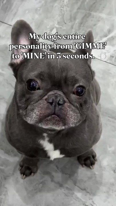 My dog‘s entire personality from ’GIMME‘ to ’MINE‘ in 3 seconds. 💨#dog #dogsofinstagram #dogs #