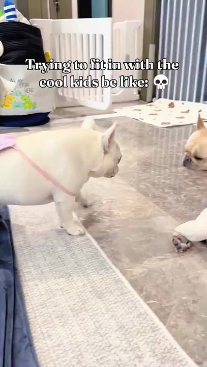 Trying to fit in with the cool kids be like- 💀#dog #dogsofinstagram #dogs #pet #petsofinstagram