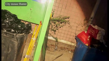 Rat-tastic Neighborhood Adventure: A Humorous Guide to Pest Control