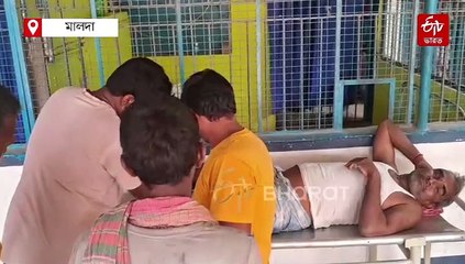 বাঁধভাঙা জলে রক্ষে নেই দোসর বুনো শূকরের হামলা, ভূতনিতে আহত 5 চরবাসী