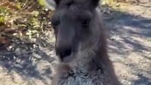 Kangaroo diaries only in Australia 🇦🇺