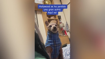 La perrita indignada que ha conquistado las redes por lo que hace cuando no le dan comida