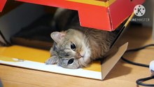 Os animais mais fofos do mundo N•458