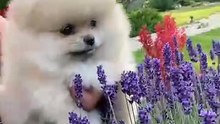 Os animais mais fofos do mundo N•459