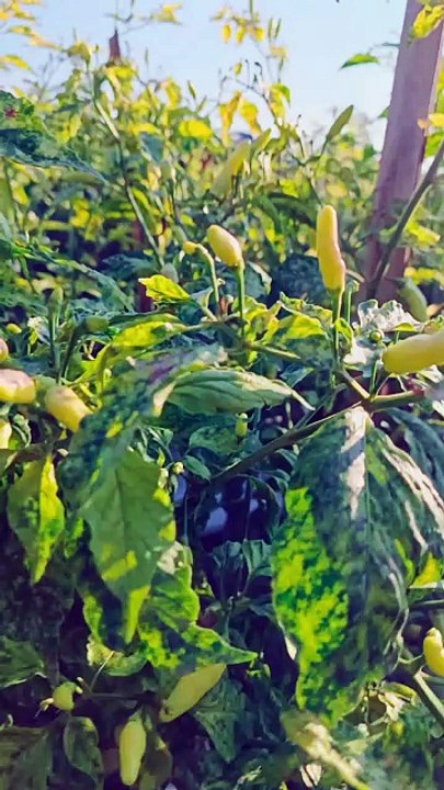 Agriculture