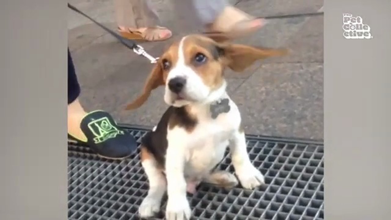 Minutes of FUNNY Pets_"Funniest Animals Ever! 2025 | Animal Comedy Kingdom‫‬