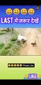 Cow and dog comedy #cowanddog #funny #comedy #video