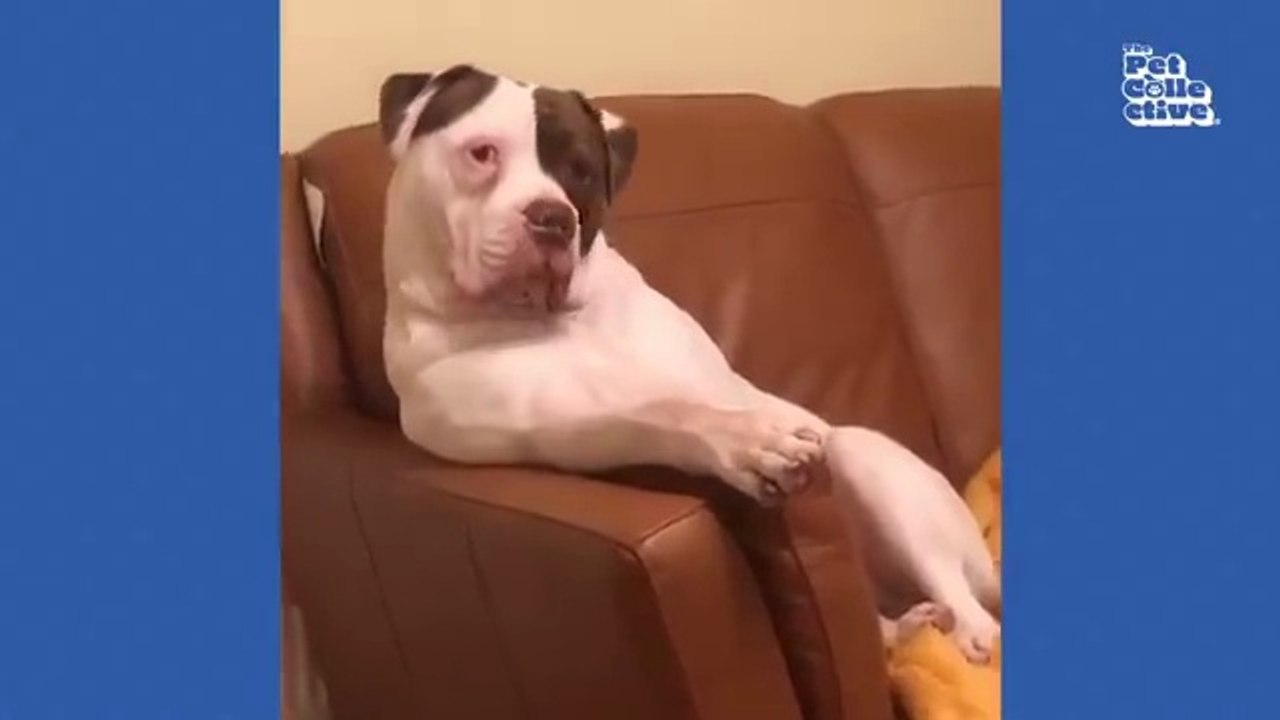 Minutes of FUNNY Pets_"Funniest Animals Ever! 2025 | Animal Comedy Kingdom‫‬