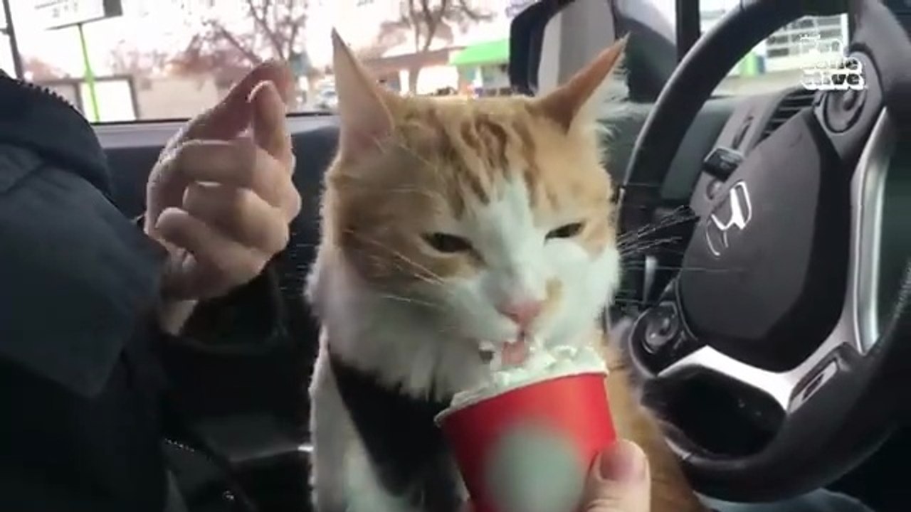 Minutes of FUNNY Pets_"Funniest Animals Ever! 2025 | Animal Comedy Kingdom‫‬