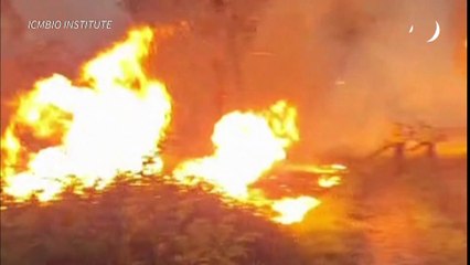 Incendio afecta parte del Bosque Nacional de Ipanema en Sao Paulo