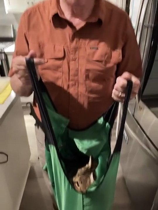 Mon chat a pris son sac de courses comme trottinette, et papa l'a récupéré.