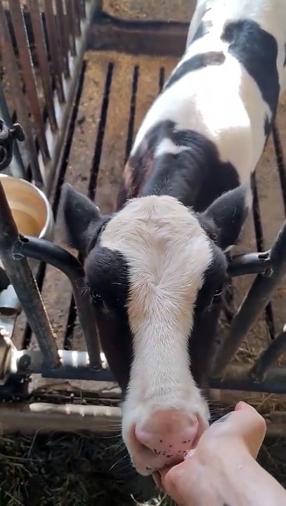 J'adore mes vachettes trop mignonnes.