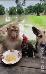 Monkey Invite Dog for Eat and Chicken Angry