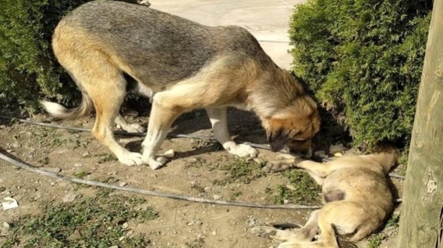 Aracın çarptığı yavrusunun başından bir an olsun ayrılmadı