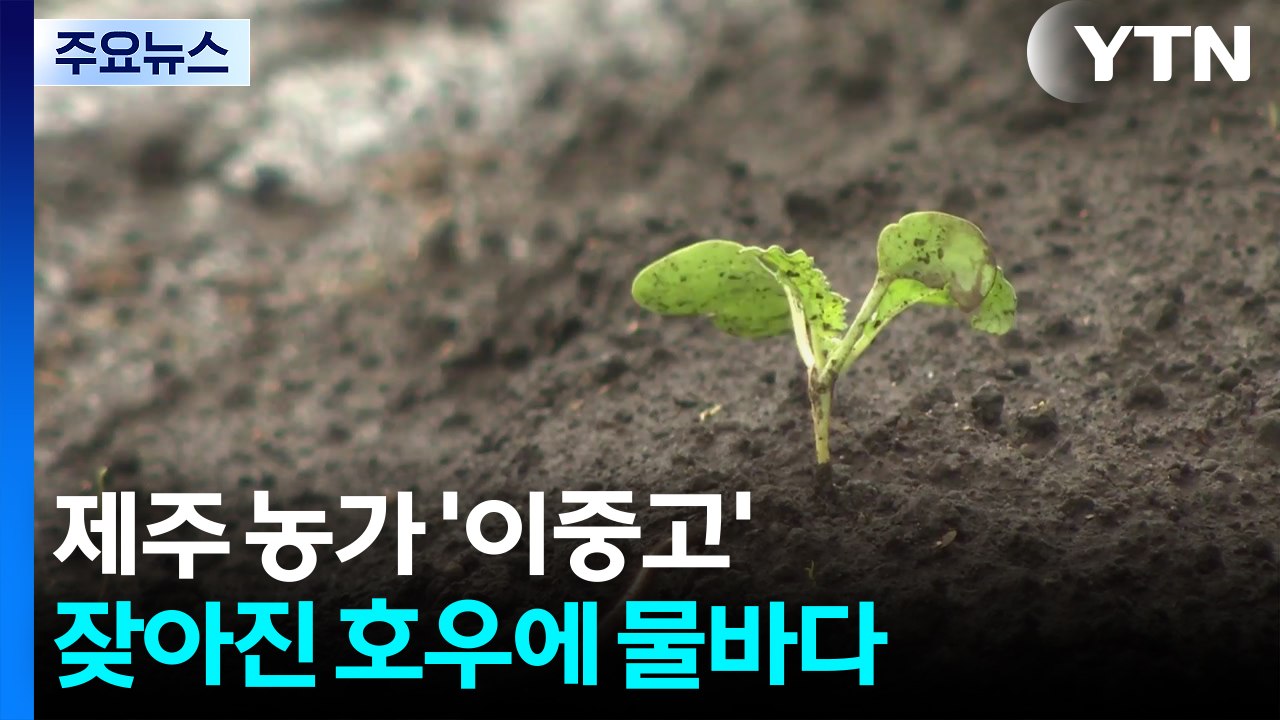 "잦아진 국지성 호우에 물바다"...제주 농가 '이중고' / YTN