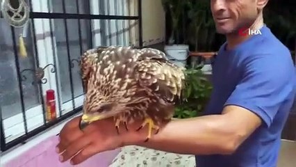 Osmaniye’de incir toplarken buldu! Bitkin şahine ciğer dürüm söyledi