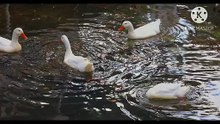 Os animais mais fofos do mundo N•462