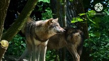 Os animais mais fofos do mundo N464