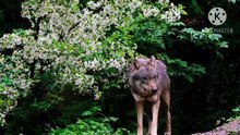 Os animais mais fofos do mundo N•465