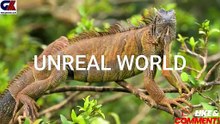 UNREAL WORLD