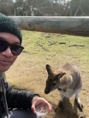 Kangaroo diaries only in Australia 🇦🇺