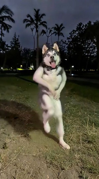 Craziest dancing dog
