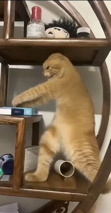 Cat funny dance 🤣salam
