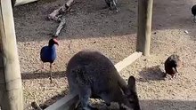 Kangaroo