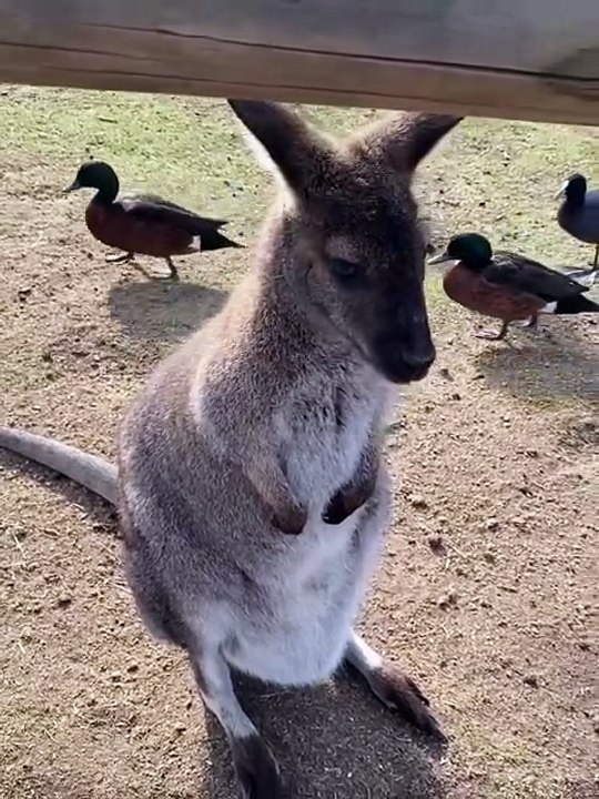 Kangaroo