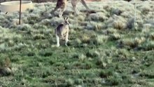 Kangaroo diaries only in Australia 🇦🇺