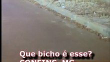 Que Bicho é esse? De repente um BITELO bem no meio da rua em CONFINS/MG