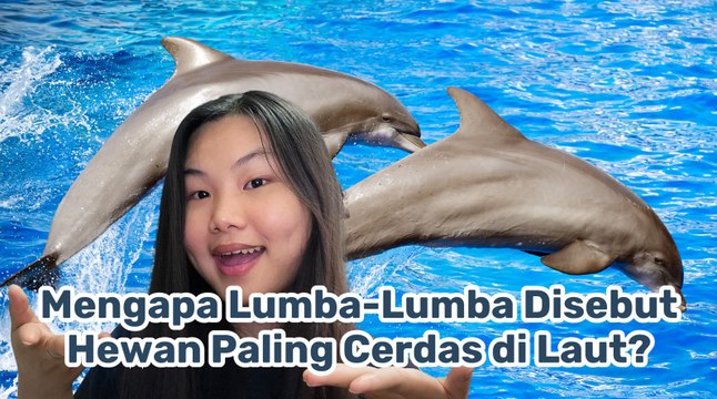 Lumba-Lumba Disebut Hewan Paling Cerdas di Laut?-Serius Ini Hewan?