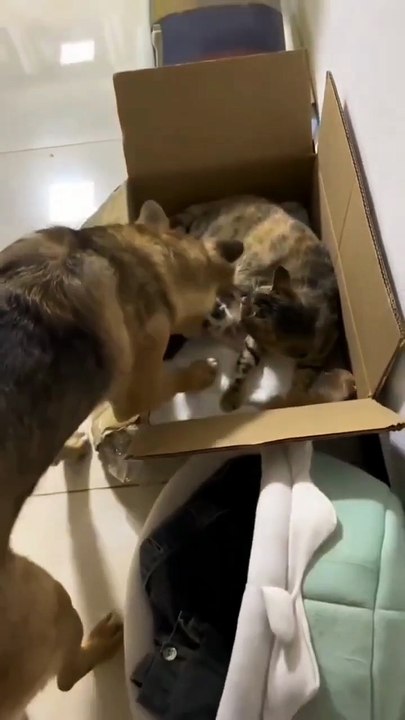 The dog wants to be the kitten's father . A beautiful moment #90