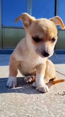 The big dog loves the cat . A beautiful moment #92