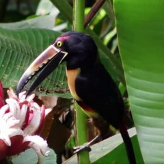 WonderFull Animals & Birds A1-12